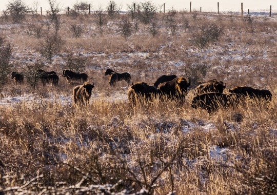 Rezervace divokých koní, zubrů a praturů