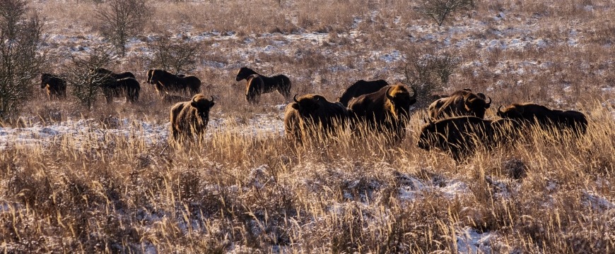 Rezervace divokých koní, zubrů a praturů
